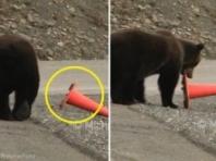 '착한 곰 등장!' 친구가 넘어트린 안전콘 다시 세워놓고 간 야생곰