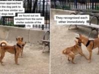 강아지 놀이터에서 헤어진 강아지가 다시 만날 확률...'첫눈에 알아봤댕!'