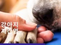 강아지 '발사탕' 지간염 관리법 알아보기