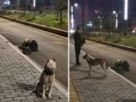 술 취해 도로서 잠든 주인 끝까지 지킨 강아지들