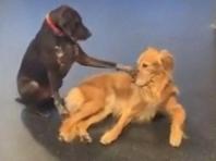 "너 쫌 귀엽다?"...유치원에서 친구들 쓰다듬고 다니는 댕댕이