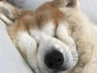 '찌그러진 빵인 줄...' 잘 때마다 눈코입 사라지는(?) 댕댕이