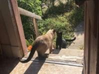 "들어가도 될까?"..새끼 낳으려 집고양이에게 도움 청한 길냥이