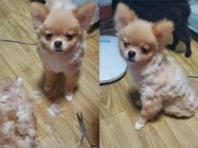 주인에게 미용 당하고(?) 허탈한 표정 지은 강아지.."이게 뭐야?