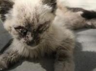 '사랑의 힘이란...' 뼈만 남아 죽어가던 고양이의 놀라운 변화