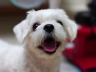 마포구, '2025 반려동물 교육 프로그램' 큰 인기