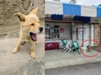 버리고 가는 주인 차량 쫓아가던 강아지, 동네 슈퍼 '마스코트' 되다 
