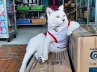 남의 가게서 주인행세 하는 '뻔뻔한' 고양이들 모음