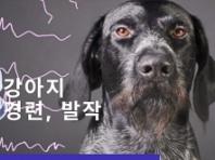 강아지 경련 관리와 예방법 알아보기