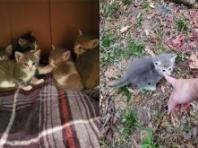 밥 챙겨주는 사람에게 새끼들 데려와 소개한 길냥이..."인사해, 좋은 사람이야"