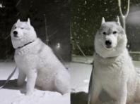 '대체 언제까지...' 폭설에 행복한 허스키와 그렇지 못한 주인