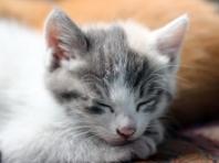 고양이 전문 박람회 '궁디팡팡 캣페스타' 내달 서울 개최