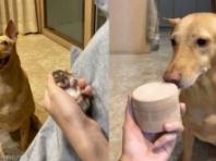 질투 유발하던 햄스터가 유골함에 담겨 돌아오자 강아지가 보인 반응