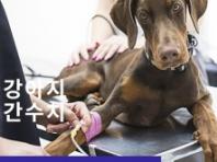 강아지 간 수치는 어떤 항목이 있고 왜 올라갈까?