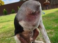 '이게 진짜 강아지라고?' 네티즌 혼란에 빠트린 강아지 사진 한 장