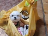 귀가 늦는 손녀 달려오게 만든 할머니의 협박(?) 문자.."강아지 줘뿌린다?"