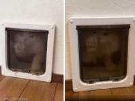 왁스칠 하느라 문 잠갔더니...분노의 노크로 항의한 고양이