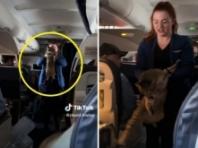 "이 냥이 잃어버린 승객 계십니까?"..고양이 어설프게 들어 올린 승무원