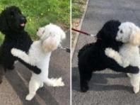산책하다 우연히 만난 '멍멍이' 자매..반가움에 격한 포옹 나눠