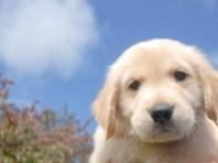 전북자치도, 11월 '반려견 미등록 집중 단속기간' 운영