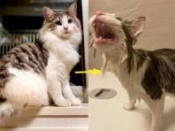 집사에게 속아 목욕한 뒤 분노의 '사자후' 내지른 고양이