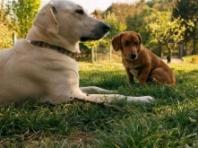 혼자 외출했다 '친구' 데리고 온 강아지.."얘도 키워줘!"