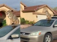 '이웃집 개인 줄 알았는데..' 마을에 나타난 야생동물의 정체는?