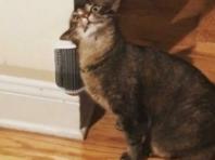 "대체 왜 그러는 거야?"...전세계 집사가 공개한 '이상한' 고양이들