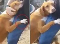 "나 데려가 줘요"...리포터에 와락 안긴 강아지, 결국 입양되다