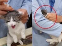 주사 2대 맞고 수의사 품에서 오열하는 고양이.."서럽다냥!"