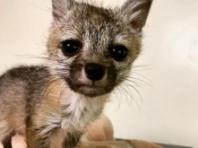 "우리 엄마야?"..산책 나온 개를 엄마로 착각해 집까지 따라간 아기 여우