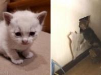 새끼냥이 구출 하려고 벽 뚫었더니 고양이가 우수수...'집사 게이트 오픈!'