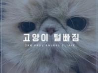 고양이 털빠짐, 자연스러운 걸까요?