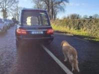 세상 떠난 주인 마지막 길 배웅해 준 리트리버..'끝까지 충직한 친구'