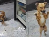 떠돌이 개에게 밥 챙겨줬더니...'기쁨의 춤으로 화답'