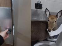 공중화장실에서 마주친 의외의 동물...'제가 먼저 쓰고 있어요'