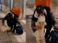공항에서 주인과 재회한 강아지의 반응..'보는 사람도 뭉클'