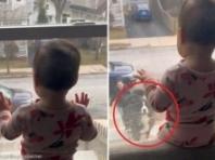 창문에 마중 나와 있는 아기 집사를 본 강아지의 반응