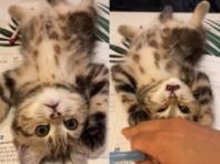 집사가 공부를 할 수 없는 이유...'대자로 드러누워 귀여움으로 방해'