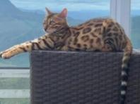 '주인 있는 고양이인데...' 야생동물로 착각해 숲에 풀어준 소방관