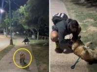 우연히 마주친 전남친에게 꼬리 치며 달려간 반려견..`'잊지 않았댕!'