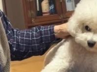 할머니랑 어색한데 주물러주는 손길이 나쁘지 않은 강아지 