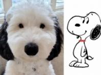 스누피 실사판 강아지 등장에 누리꾼 심쿵...'인형보다 더 닮아'
