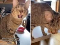 집사가 곁에 온 걸 알아챈 눈먼 고양이..'마음으로 다 안다옹!'