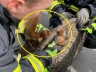 맨홀 뚜껑에 낀 다람쥐 구해준 독일 소방관...'구조에 비협조적인 다람쥐'