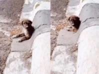 배수구 숨은 채 간절한 눈망울로 도움 요청한 강아지...'구조 후 입양 성공!'