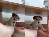 입양 후 테이블 밑에 숨어있던 유기견이 새 가족 목소리에 마음 여는 순간