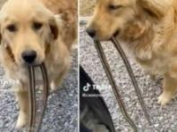 입에 뱀 물고 와 자랑스럽게 선물하는 리트리버...'내 마음을 받아줘!'