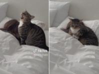 직접 깨워줘도 못 일어나는 집사에게 고양이가 한 행동은?