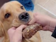 '뺏으려는 주인vs지키려는 리트리버'...스테이크를 사이에 둔 팽팽한 싸움